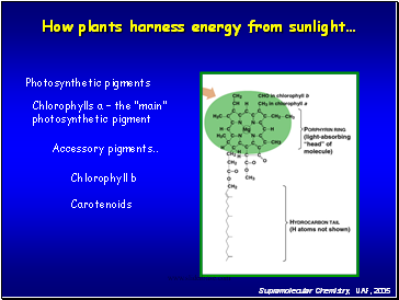 How plants harness energy from sunlight