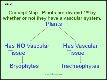 Concept Map: Plants are divided 1st by whether or not they have a vascular system.