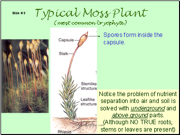 Typical Moss Plant (most common bryophyte)