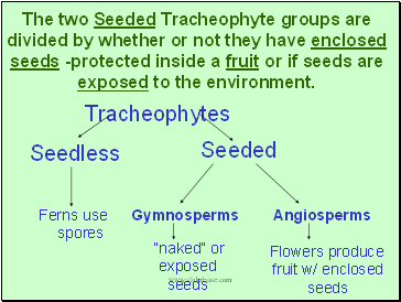 The two Seeded Tracheophyte groups are divided by whether or not they have enclosed seeds -protected inside a fruit or if seeds are exposed to the environment.