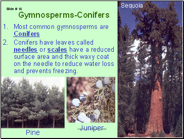 Most common gymnosperms are Conifers