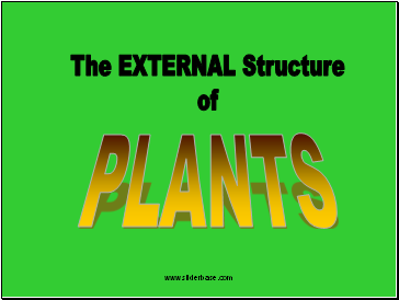 The EXTERNAL Structure
