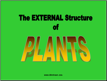 Plant part roots