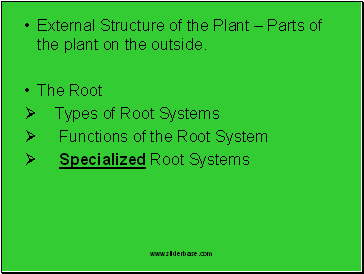 External Structure of the Plant  Parts of the plant on the outside.