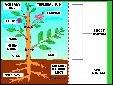 MAIN ROOT