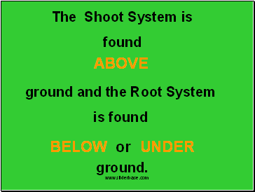The Shoot System is found