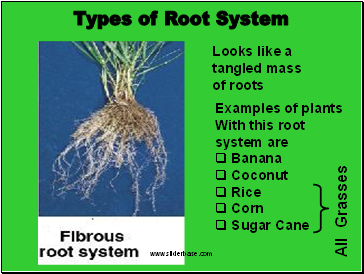 Types of Root System