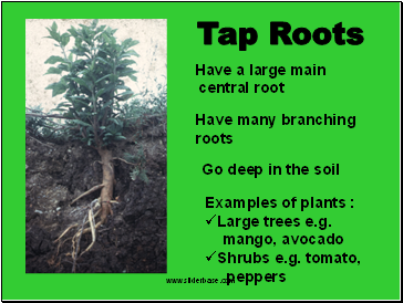 Tap Roots