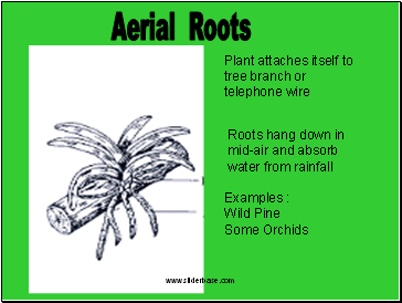 Aerial Roots