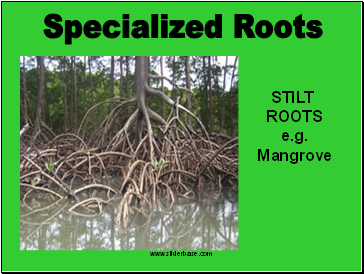 Specialized Roots