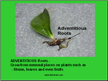 ADVENTITIOUS Roots -