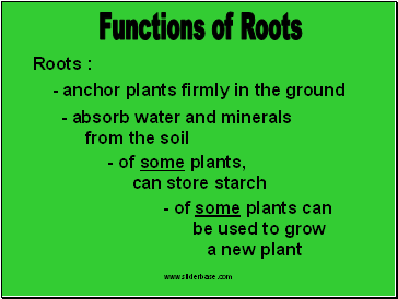 Roots :