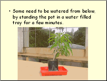 Some need to be watered from below, by standing the pot in a water filled tray for a few minutes.