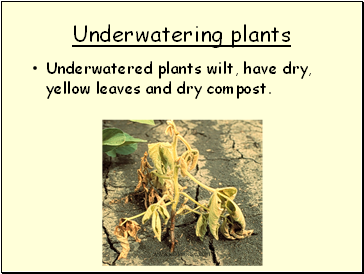 Underwatering plants