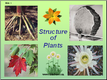 Plant structure adaptations and responses