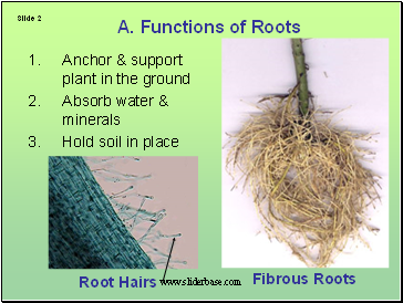 A. Functions of Roots