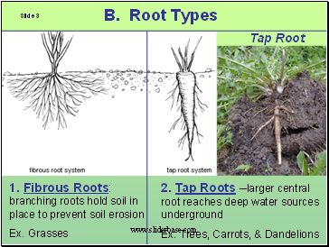 B. Root Types