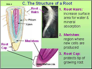 Root Hairs: increase surface area for water & mineral absorption