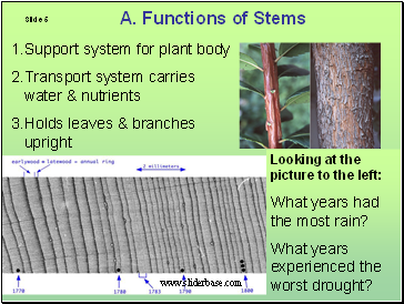 Functions of Stems