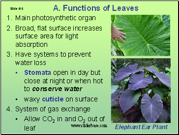 Functions of Leaves