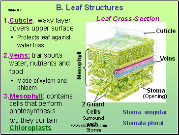 Leaf Structures