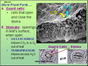 More Plant Parts