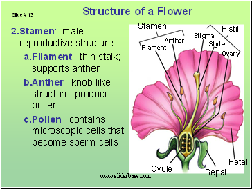 Stamen: male reproductive structure