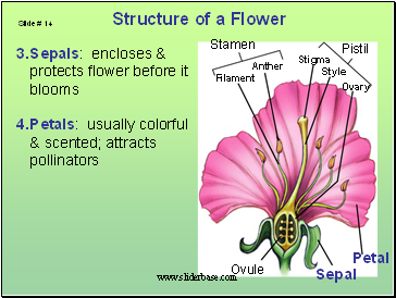 Sepals: encloses & protects flower before it blooms
