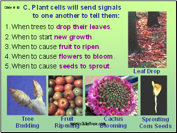 C. Plant cells will send signals to one another to tell them: