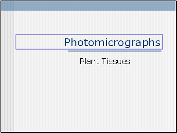 Photomicrographs