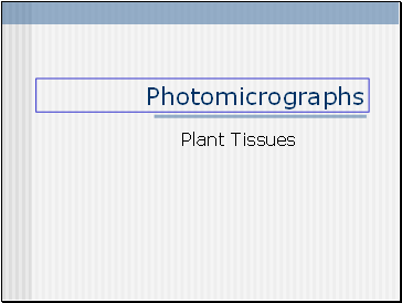 Plant Tissues