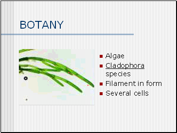 BOTANY