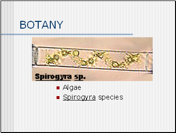 BOTANY