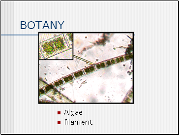 BOTANY