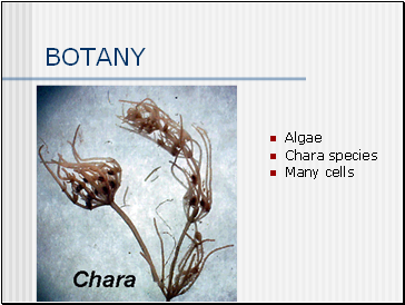 BOTANY