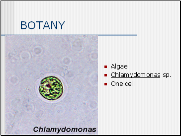 BOTANY