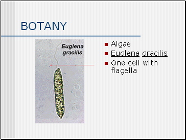 BOTANY