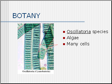 BOTANY