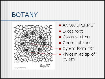 BOTANY