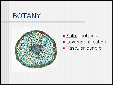 BOTANY