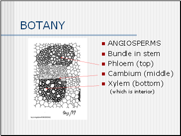 BOTANY