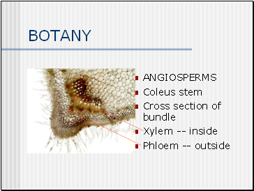 Botany Angiosperms