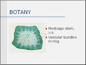 BOTANY