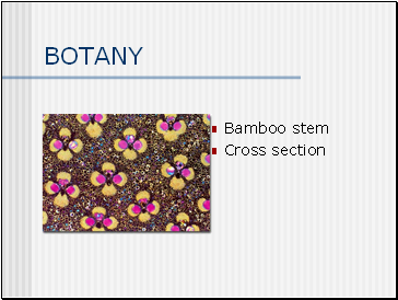 BOTANY