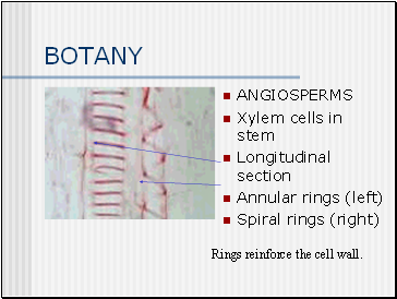 BOTANY