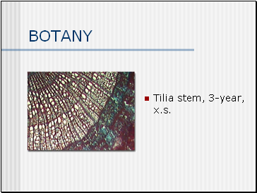 BOTANY