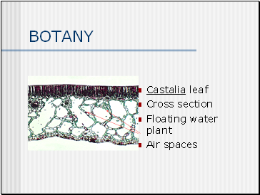 BOTANY