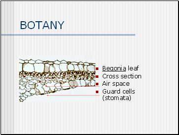 BOTANY