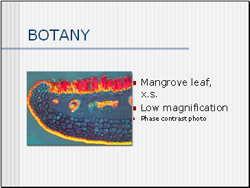 BOTANY