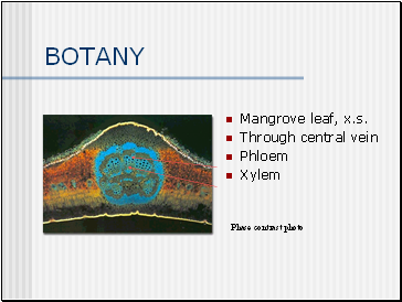 BOTANY